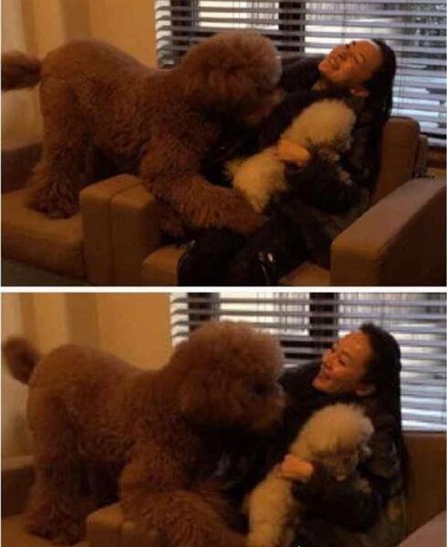 巨型贵宾犬售价高达600万 巨贵犬就是有贵的资本