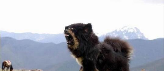 原生藏獒与藏狗的区别 原生态藏獒的吼叫就让人不寒而栗
