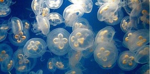 活化石动物大盘点 盘点10大活化石动物(都极具研究价值)