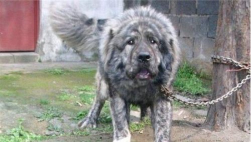 鬼獒VS青狼獒哪个更厉害 最强藏獒的终极对决