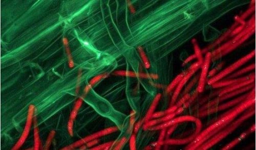 现存地球最古老的生物 最老的生物35亿岁了靠光合作用存活