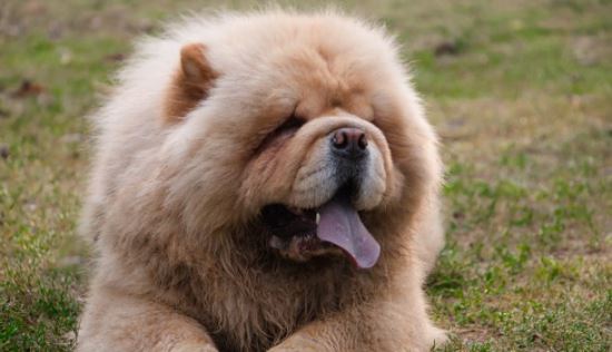 最护主的猛犬藏獒 忠心护主性格刚毅(东方神犬)
