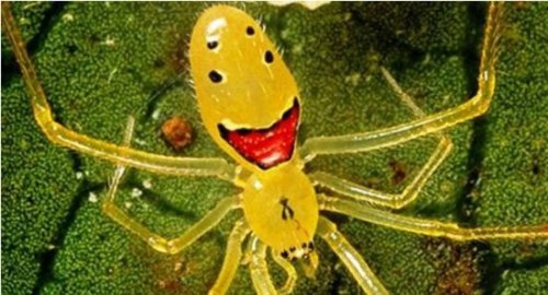 世界上最稀奇的十种生物 笑脸蜘蛛并不会笑(且无毒)