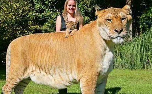 怪异狮虎兽图片 狮虎杂交产生世界最大的猫科动物