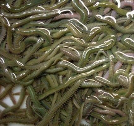 恶心海蜈蚣怎么吃做法 福建重口味美食(慎入)