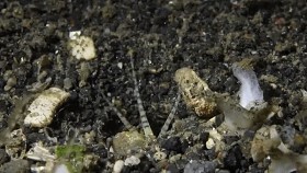 世界上最长的多毛动物 博比特虫是海底霸主(连人都吃)