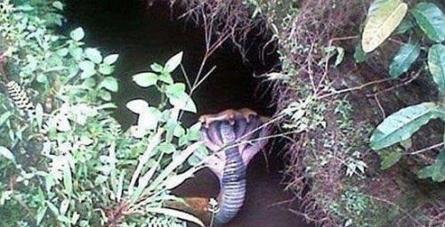 神秘生物天使猫 体型巨大长着翅膀还会飞(多次现身被目击)