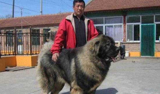 高加索犬vs藏獒综合评价 高加索犬完虐藏獒