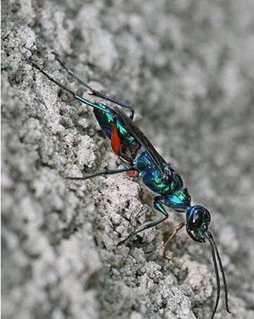 绿带彩蚴吸虫 Leucochloridium paradoxum 世界上最离奇的寄生虫盘点