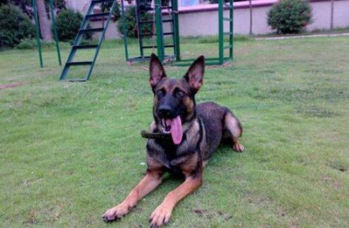 神犬奇兵中的幽灵犬找到了 就是中国最优秀的军犬昆明狼犬