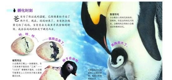 企鹅是哺乳动物吗 并不是胎生的哺乳动物(它们是卵生鸟类)