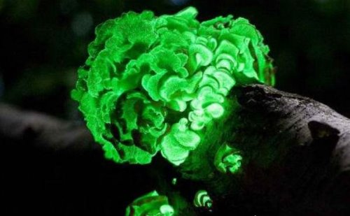 盘点地球上最神秘的自然现象 看完让你目瞪口呆(太神奇)