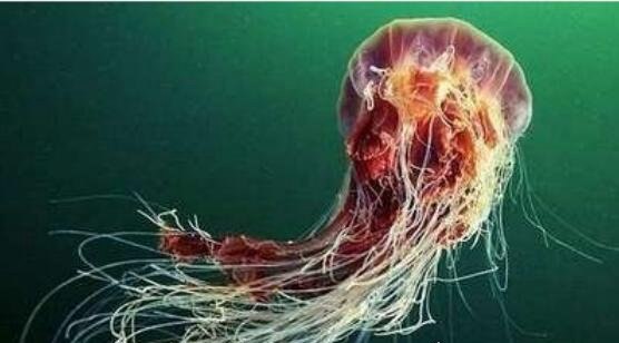 世界上触角最长的水母 北极霞水母触须长达36米(水母界的巨无霸)