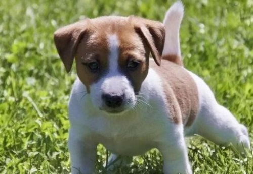 世界上速度最快的狗 格力犬最高时速能够达到70多公里