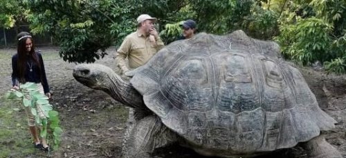 世界上最大的乌龟排名 加拉帕戈斯象龟(身高1.5米/体重800斤)