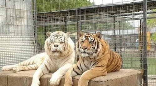 世界最丑老虎图片 面容狰狞五官丑陋(天生短鼻且牙齿突出)