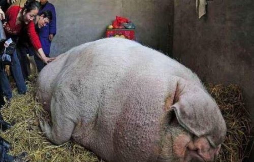 世界上最大的猪在中国 辽宁1800斤超级巨猪获吉尼斯认证