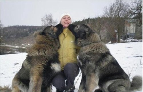 世界上最大的爱尔兰猎狼犬 身高接近1米的它们拥有超敏捷的身手