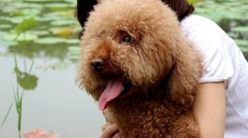 世界上掉毛最少的狗排名TOP10 中国冠毛犬无毛可掉