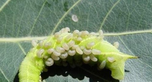 黄蜂幼虫的宿主僵尸毛虫 被控制的僵尸保镖(寄生全过程)