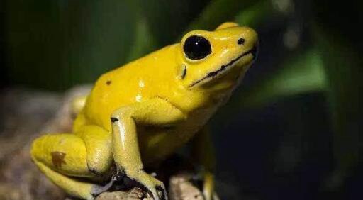 世界上最毒的青蛙排名 黄金箭毒蛙乃青蛙中的第一毒王