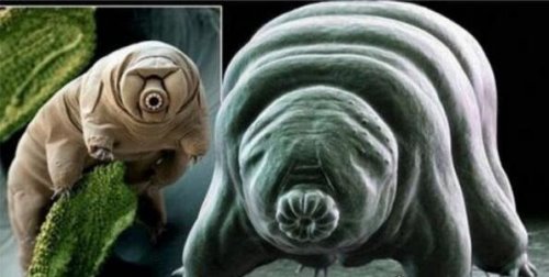 世界上生命力最顽强的生物 水熊虫能在任何环境中存活