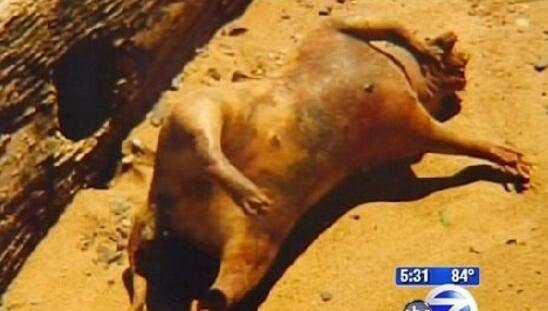 美国纽约曼哈顿怪兽尸体 长着五根脚趾的未知生物
