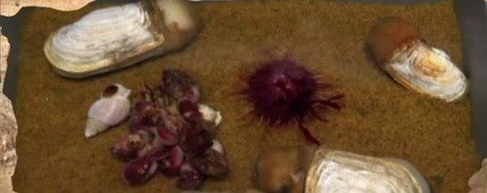 地球上5种不死神兽 水熊/蛤蜊/灯塔水母/涡虫/轮虫