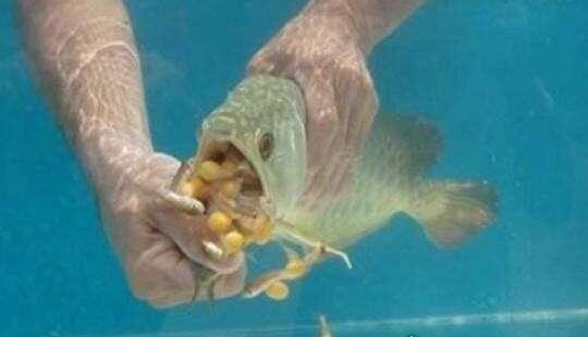 古老又珍惜的龙吐珠鱼 可以冲凶煞的它们是风水界的爱宠