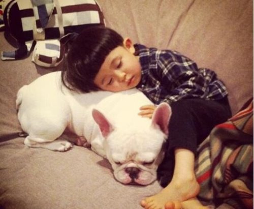 教你如何饲养一只法国斗牛犬 提前做好心理准备面对难题(图片)