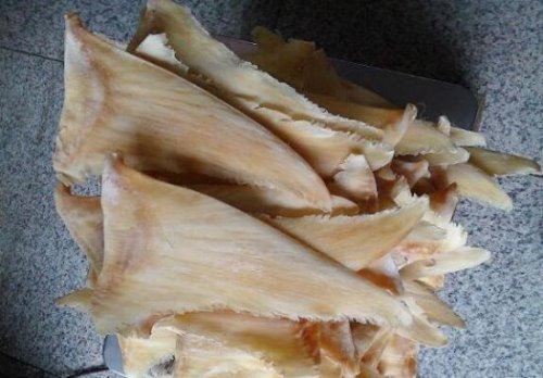 鱼翅是什么 是鲨鱼的哪个部位?(指鲨鱼鳍中细丝状的软骨)
