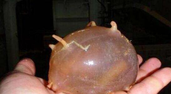 世界上最脆弱的海洋生物 圆滚滚海猪一戳就破