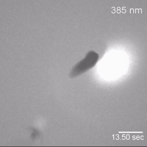 生物界中拥有不死之身的涡虫 成为科学研究的网红代表