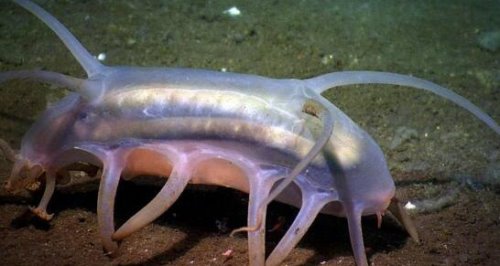 世界上最脆弱的海洋生物 圆滚滚海猪一戳就破