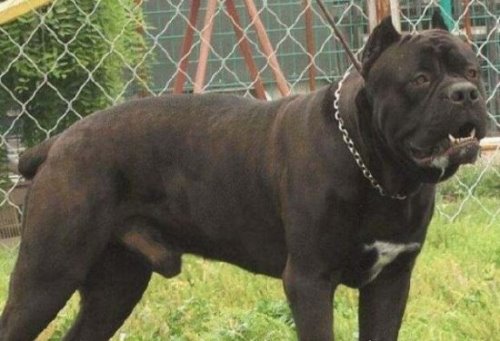世界十大猛犬排名 比特犬是当之无愧的第一(比狮虎豹还凶残)