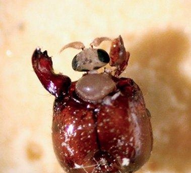 绿带彩蚴吸虫 Leucochloridium paradoxum 世界上最离奇的寄生虫盘点