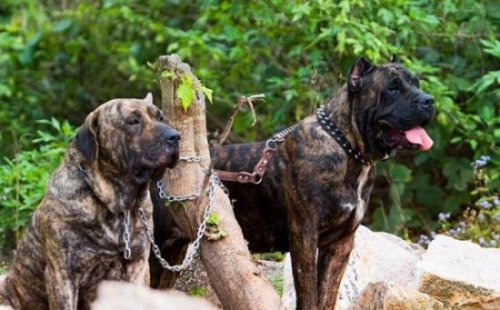 加纳利犬和比特犬谁厉害 打架比特厉害(加纳利犬杀人厉害)
