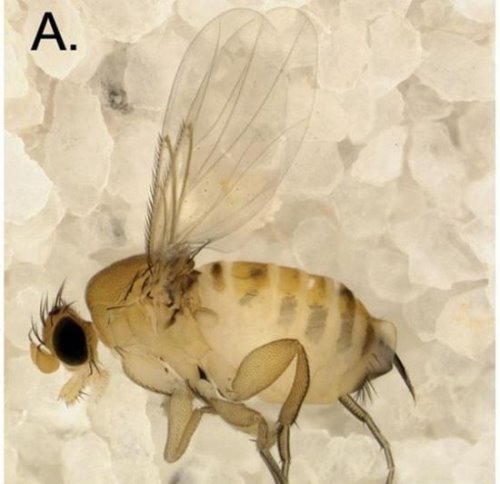 绿带彩蚴吸虫 Leucochloridium paradoxum 世界上最离奇的寄生虫盘点