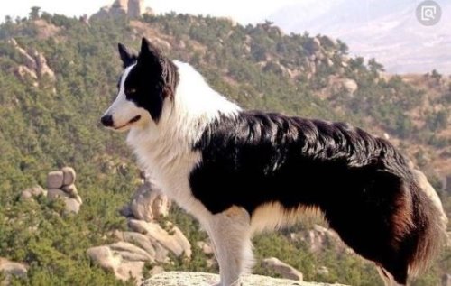 世界十大忠诚的狗排名 看看你的爱犬有没有上榜