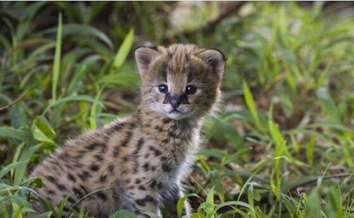 猫中贵族的薮猫多少钱一只 纯种带证书的薮猫100万元往上走