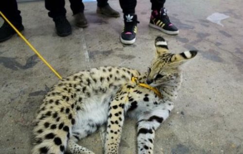 猫中贵族的薮猫多少钱一只 纯种带证书的薮猫100万元往上走