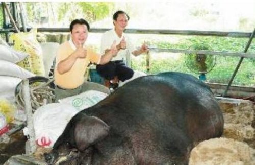 世界上最大的猪在中国 辽宁1800斤超级巨猪获吉尼斯认证