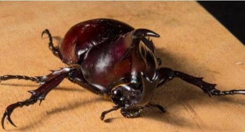 活化石动物大盘点 盘点10大活化石动物(都极具研究价值)