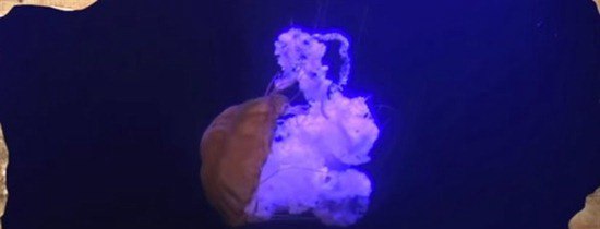 地球上5种不死神兽 水熊/蛤蜊/灯塔水母/涡虫/轮虫
