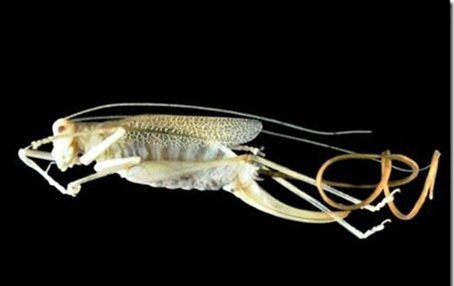 绿带彩蚴吸虫 Leucochloridium paradoxum 世界上最离奇的寄生虫盘点