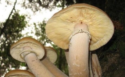 世界上最大的蘑菇 一个活了2400多岁的超大奥氏蜜环菌
