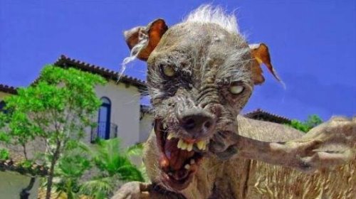 世界上最高大的狗 大丹犬/马士提夫犬(随和的巨犬)