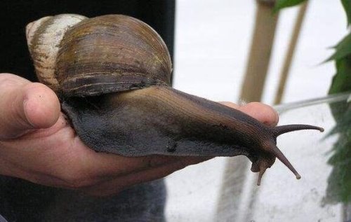 世界上最大的蜗牛 非洲大蜗牛长20cm(牙齿2.5万颗)