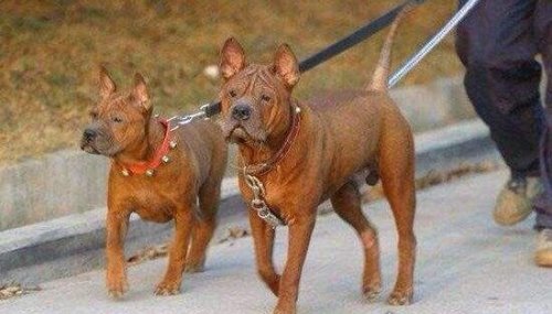 号称中国比特犬的川东猎犬 十分忠诚战斗力强大