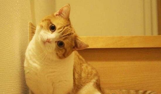 短腿猫就是曼赤肯猫 猫界小柯基/腿短但更灵活